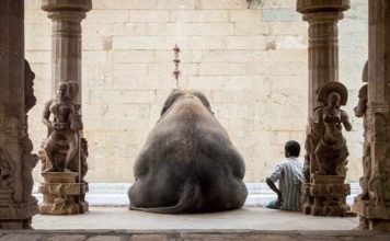 Индия, Слон